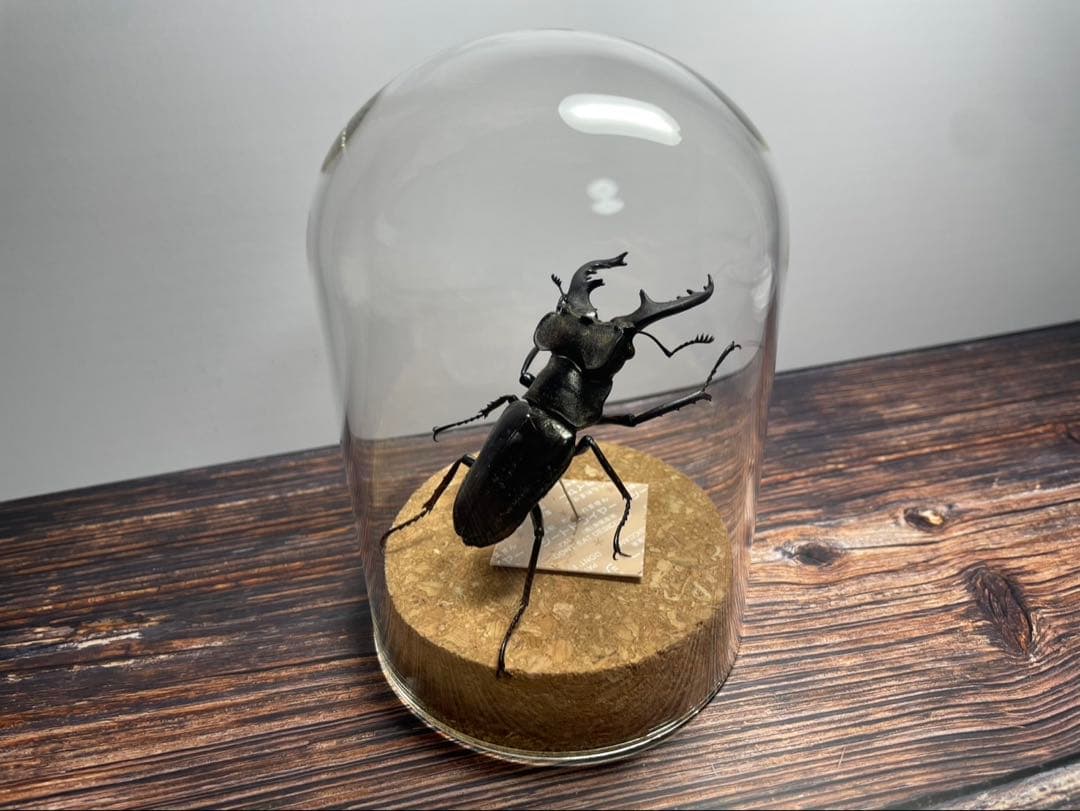 【Glass Beetleミヤマクワガタ標本 GB-003】