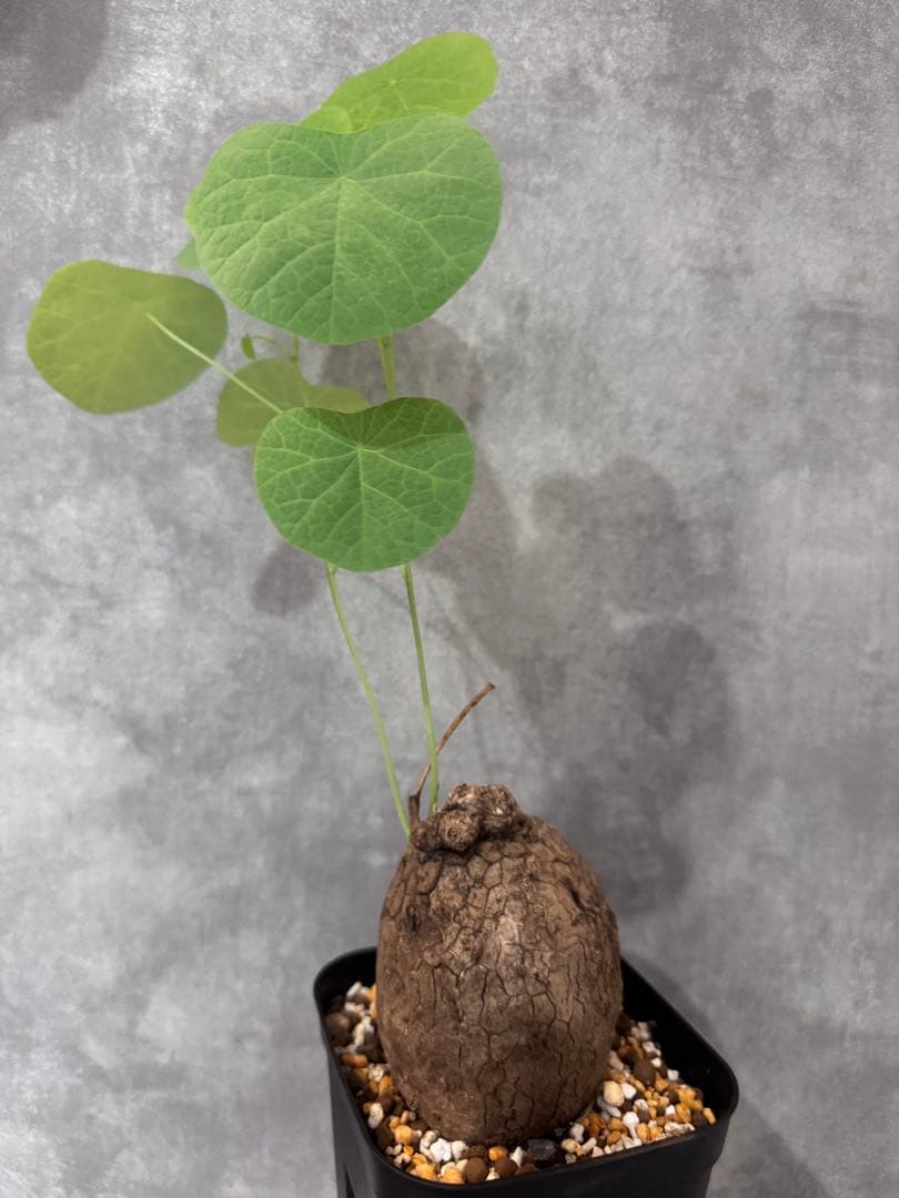 ステファニア・スベローサ斑入りチリ斑レア種美株￼