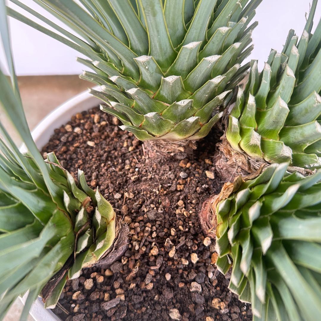 ユッカ　ロストラータ【24-632】4頭株