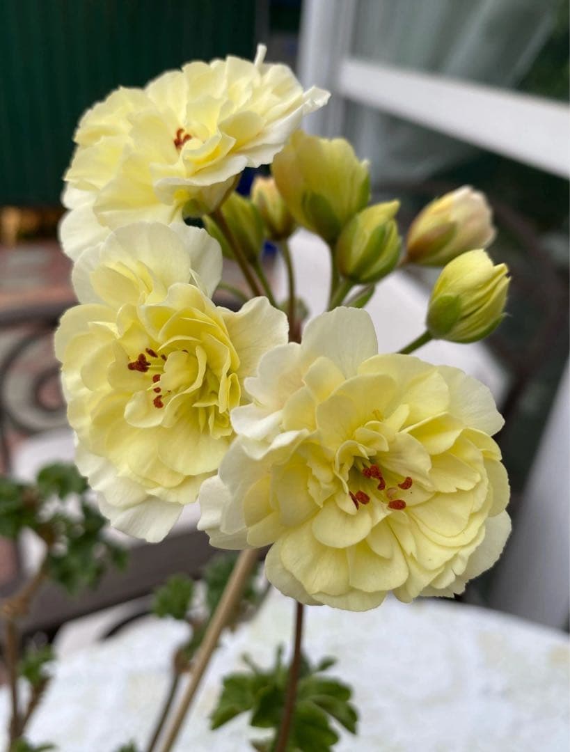 花 ron