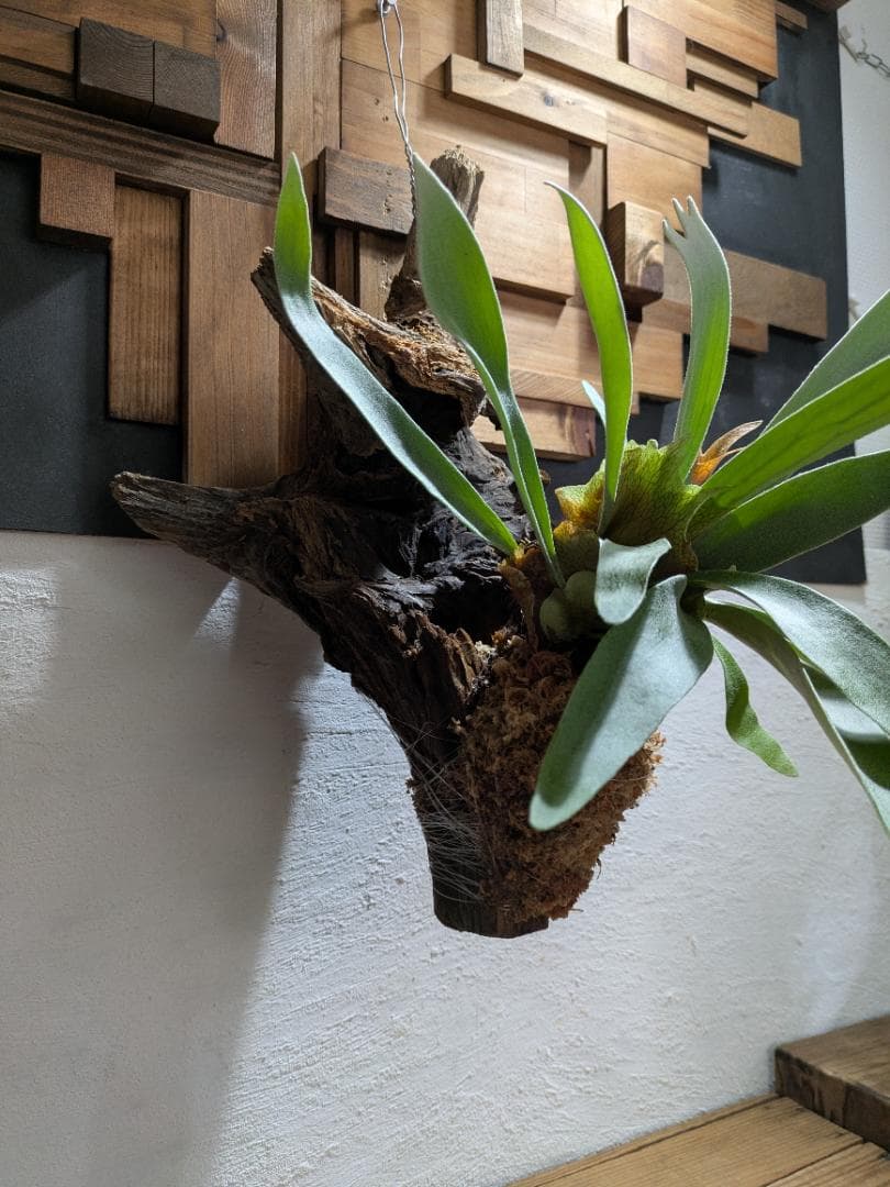 プラティケリウム ビーチー［流木付］【珍奇植物】コウモリラン・ビカクシダ