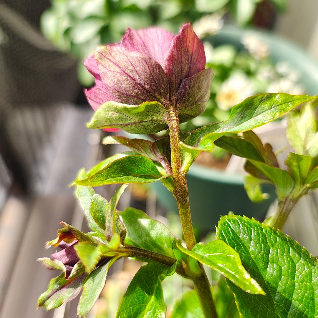 2619シャルウィダンス赤 ヒデコートhyb若泉ファーム クリスマスローズ開花株