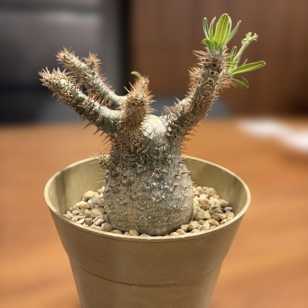 パキポディウム　グラキリス　実生