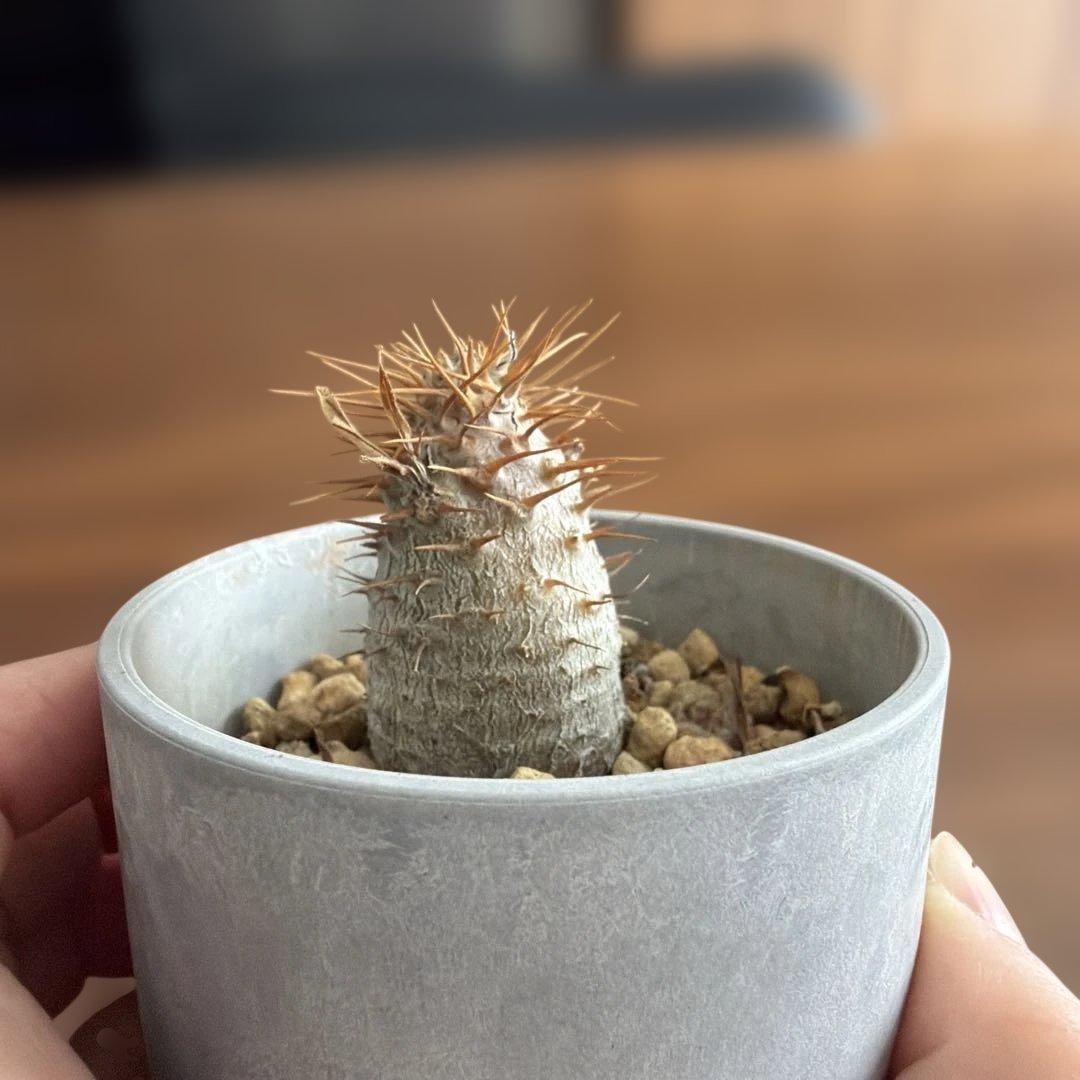 パキポディウム　グラキリス　実生