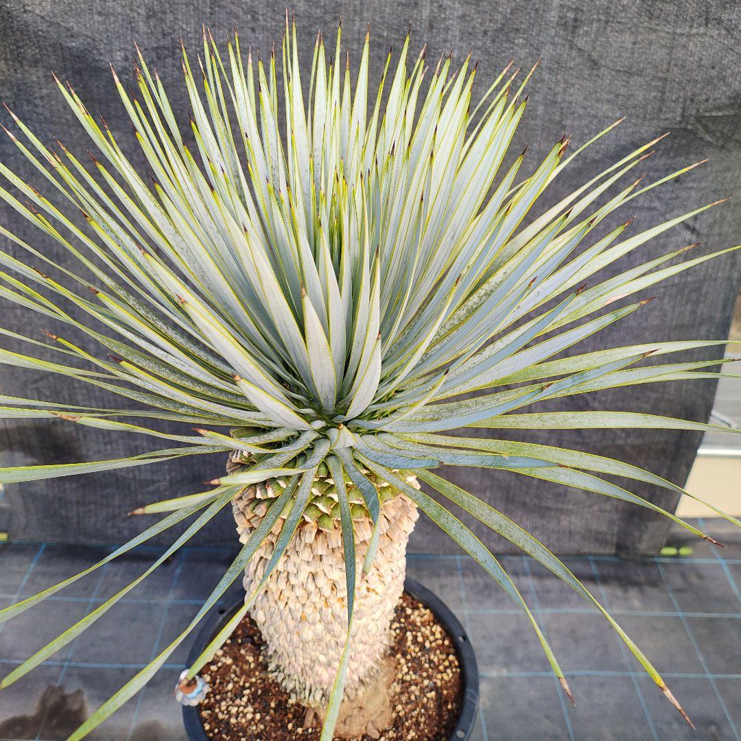 ユッカ ロストラータ Hybrid