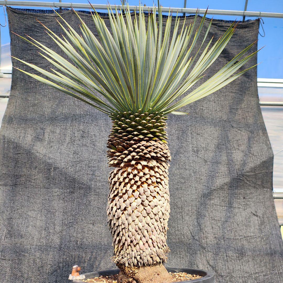 ユッカ ロストラータ Hybrid