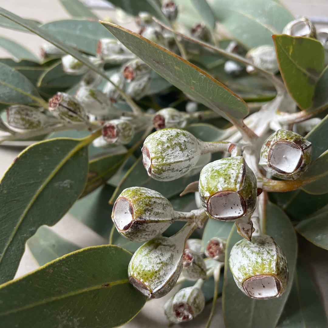1.テトラゴナナッツ　フレッシュ生花　ユーカリ