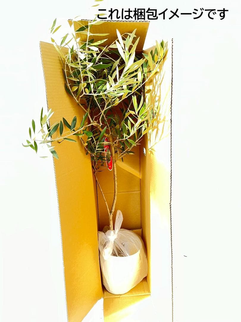 オリーブの木　セントキャサリン　7号　約110cm　K-343　希少　現品掲載