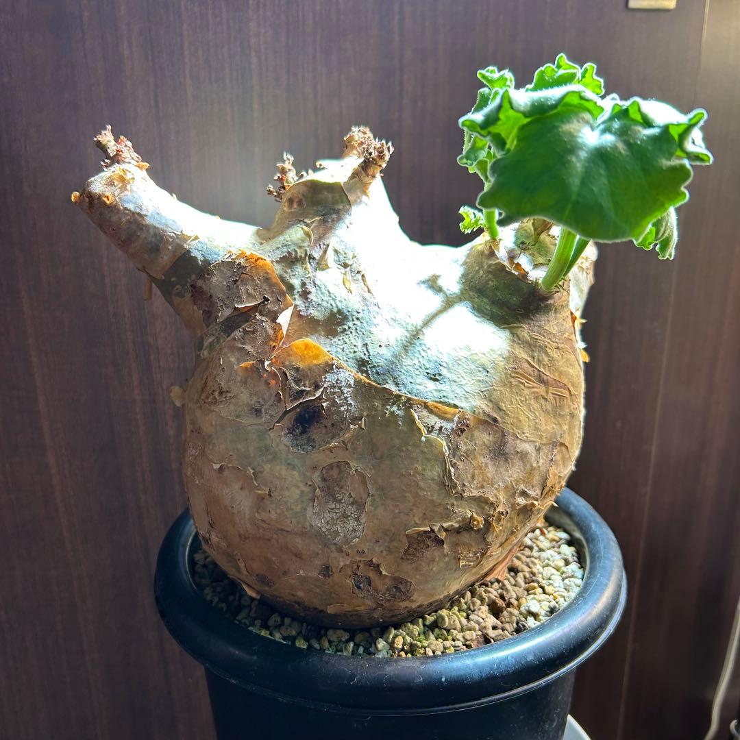 【まん丸大美株】キフォステンマ マクロプス 発根済 コレクション株 現地球