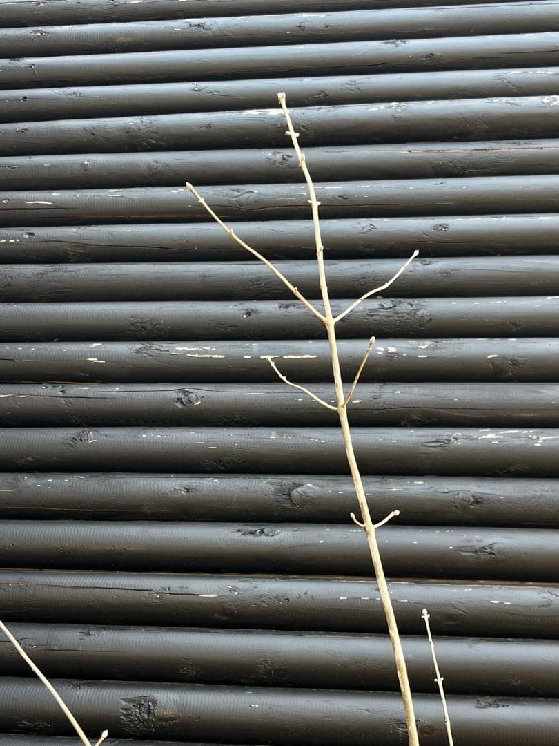 山採り天然　アオダモ　山紅葉混合株　14