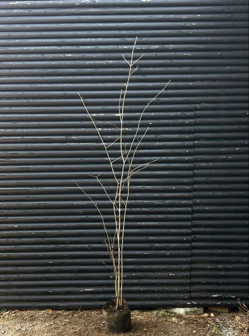 山採り天然　アオダモ　山紅葉混合株　14