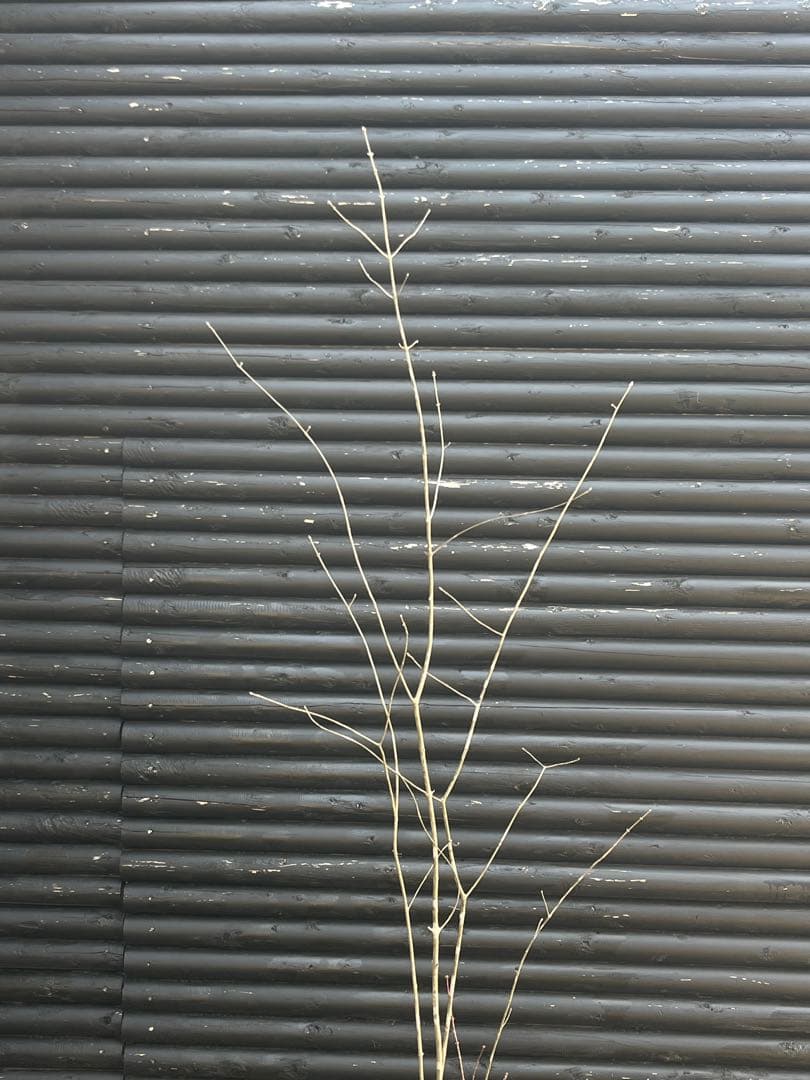 山採り天然　アオダモ　山紅葉混合株　14