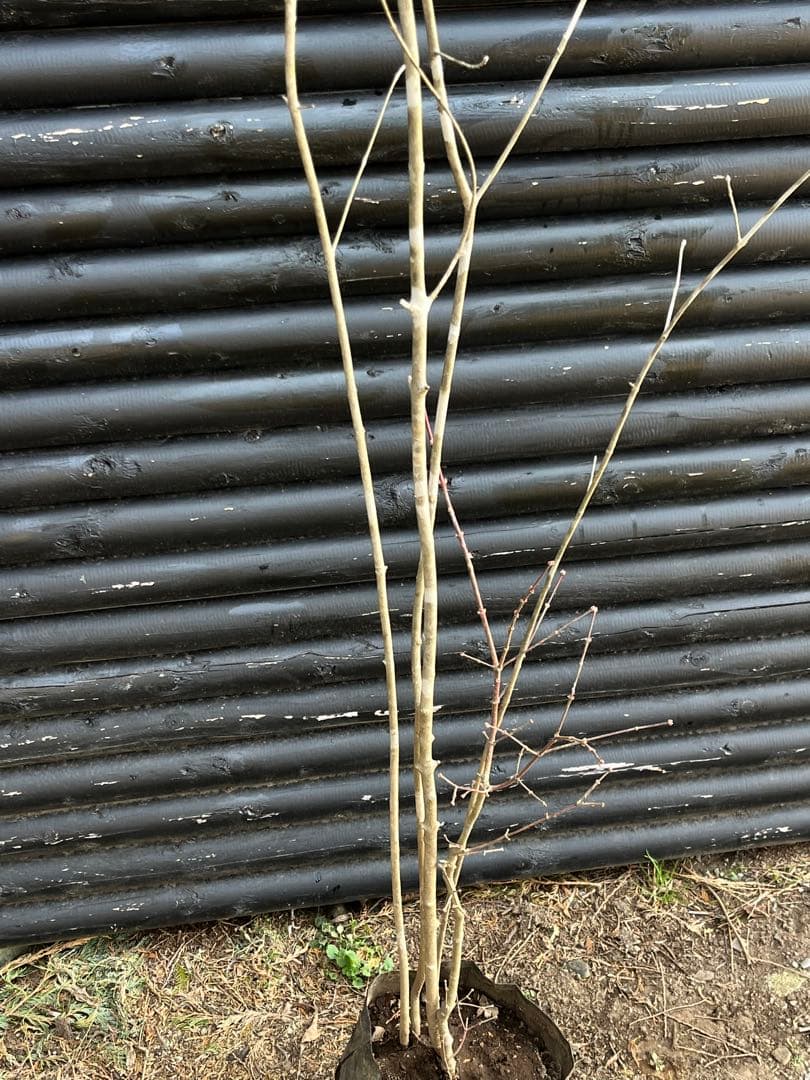 山採り天然　アオダモ　山紅葉混合株　14