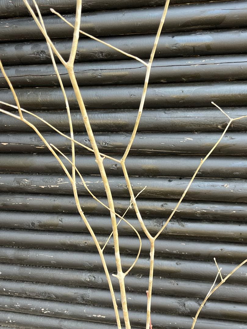 山採り天然　アオダモ　山紅葉混合株　14