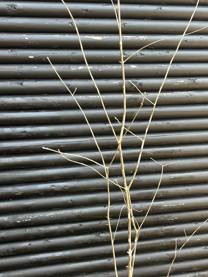 山採り天然　アオダモ　山紅葉混合株　14